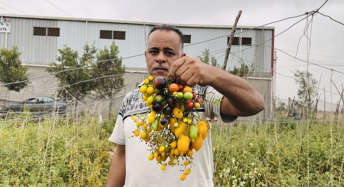 زراعة أنواع نادرة من الطماطم الشيري بالبحيرة لأول مرة في مصر، فيتو