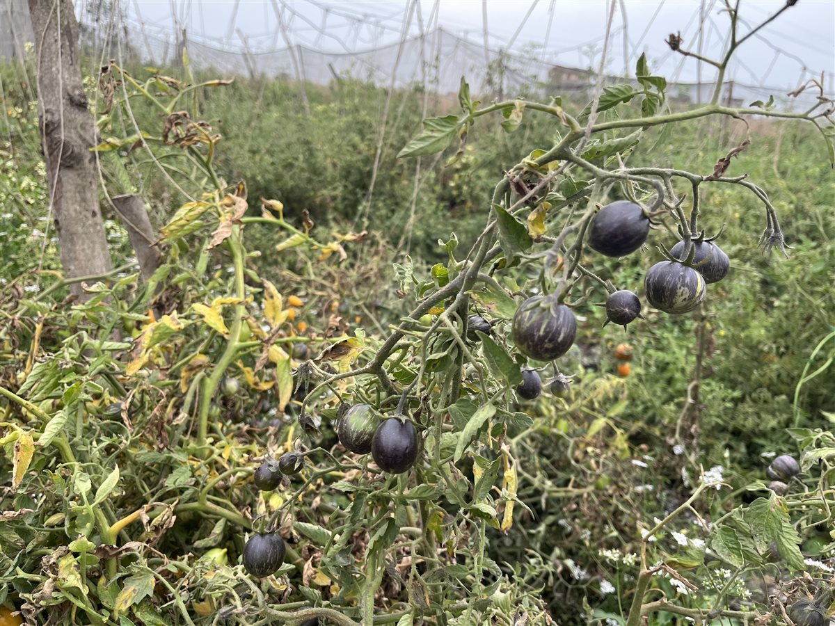 طماطم الشيري خد الجميل