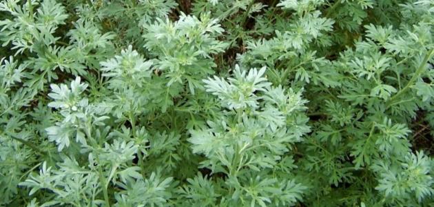 فوائد الشيح