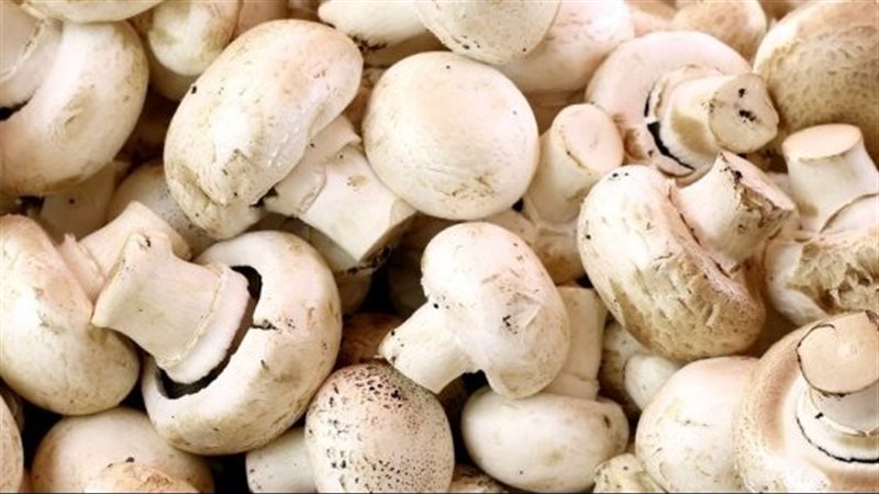 فوائد المشروم للصحة