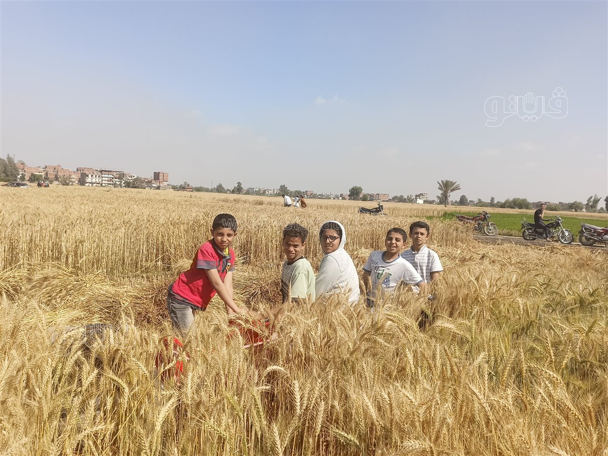 موسم حصاد القمح، فيتو