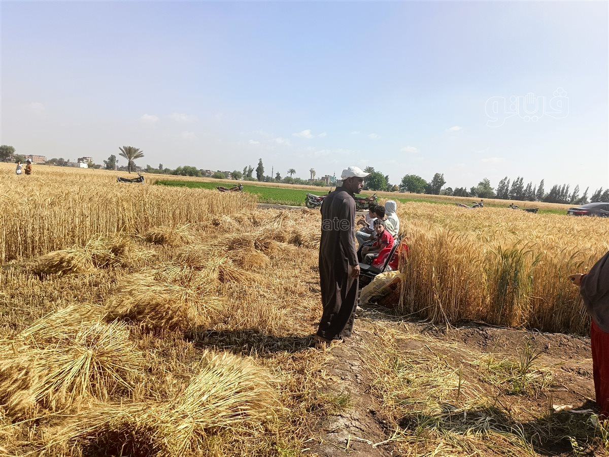 موسم حصاد القمح، فيتو