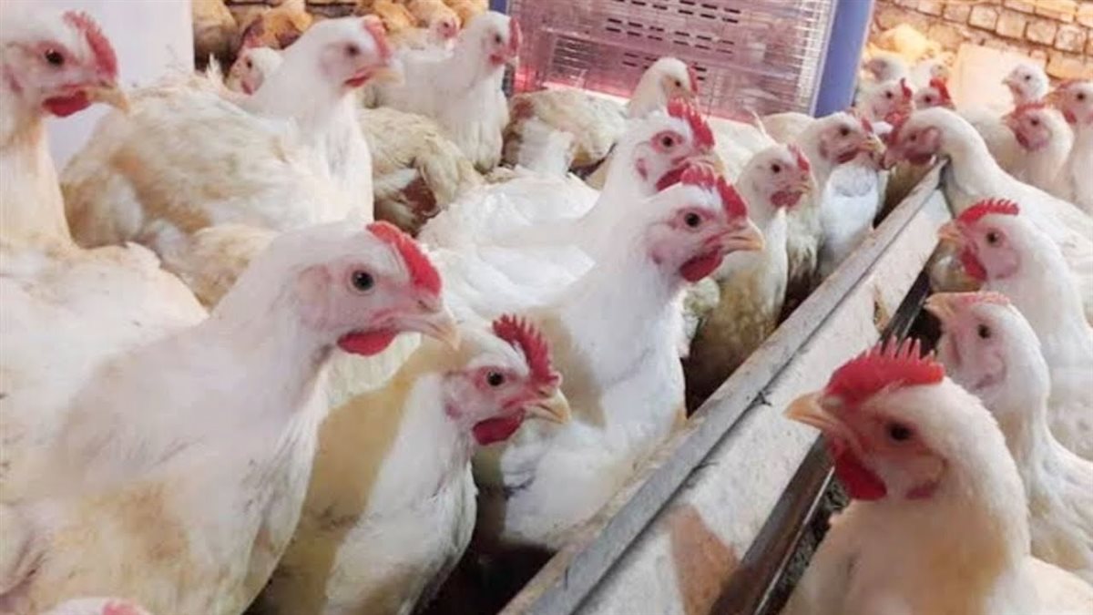 أسعار الفراخ اليوم