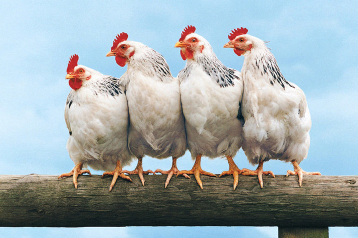 أسعار الفراخ اليوم