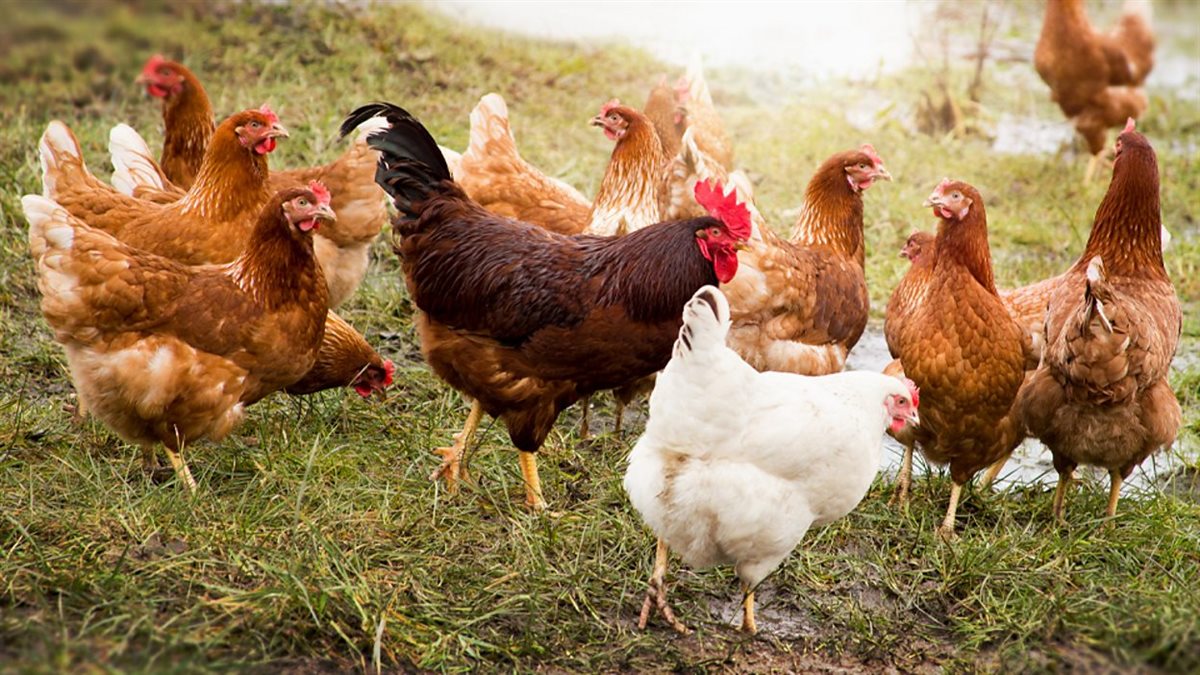 أسعار الفراخ اليوم