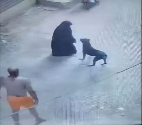 الأمن يكشف تفاصيل فيديو دفع كلب للهجوم على سيدة المحلة&nbsp;