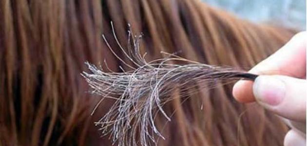 وصفة طبيعية لعلاج الشعر المتقصف&nbsp;
