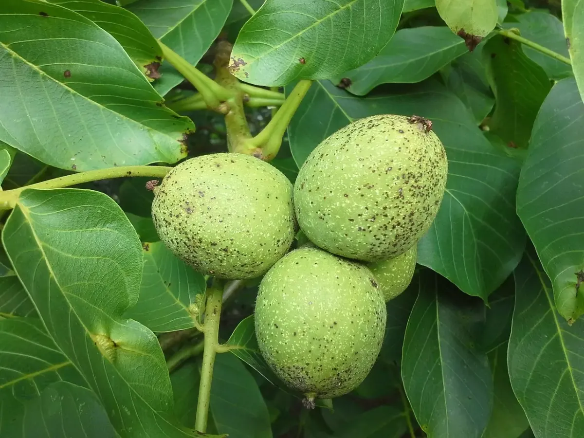 شجرة عين الجمل او الجوز