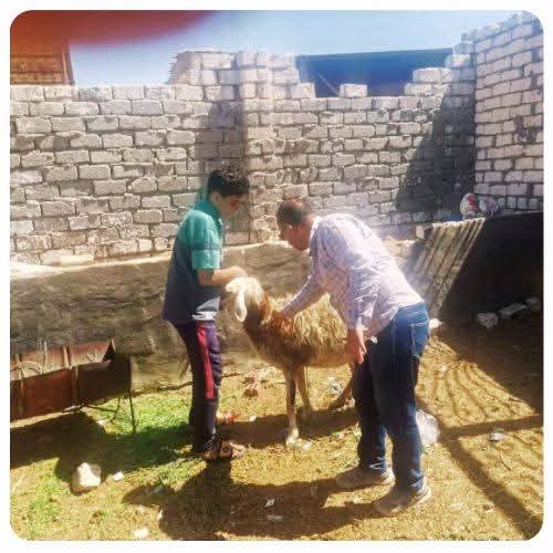جانب من جهود الطب البيطرى بالإسماعيلية، فيتو
