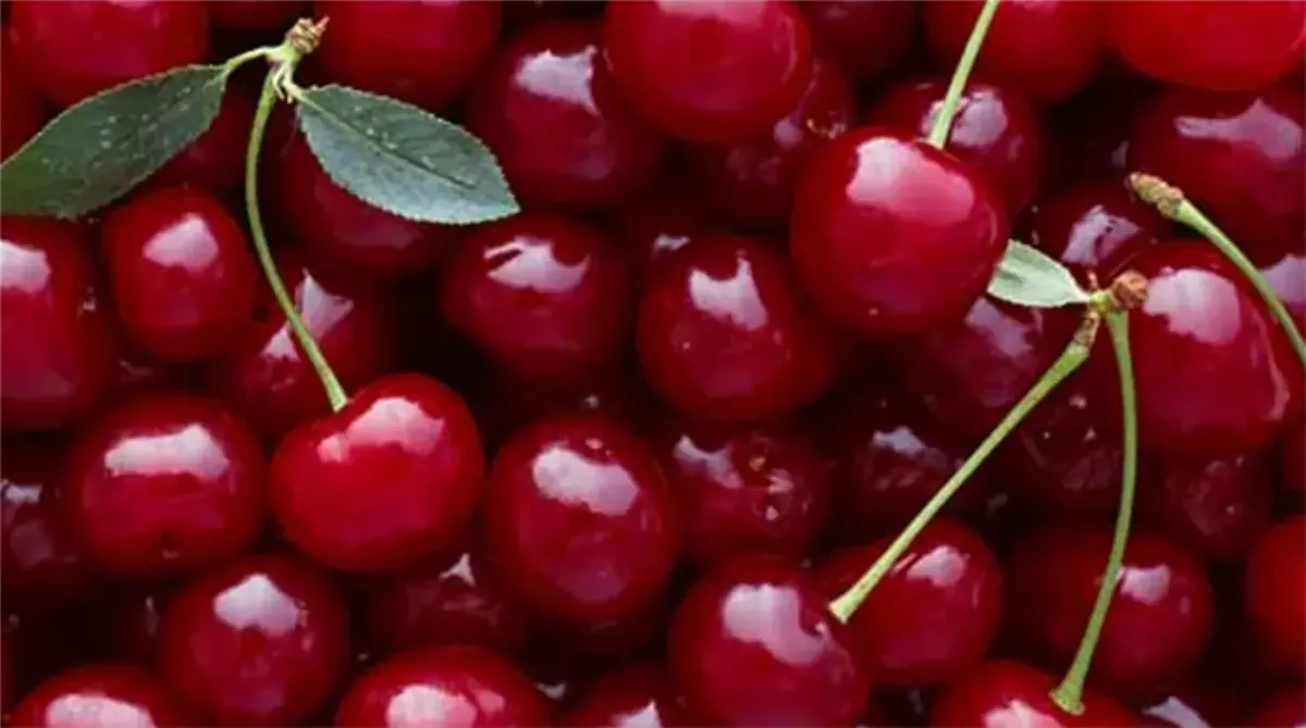 فوائد الكريز الصحية&nbsp;