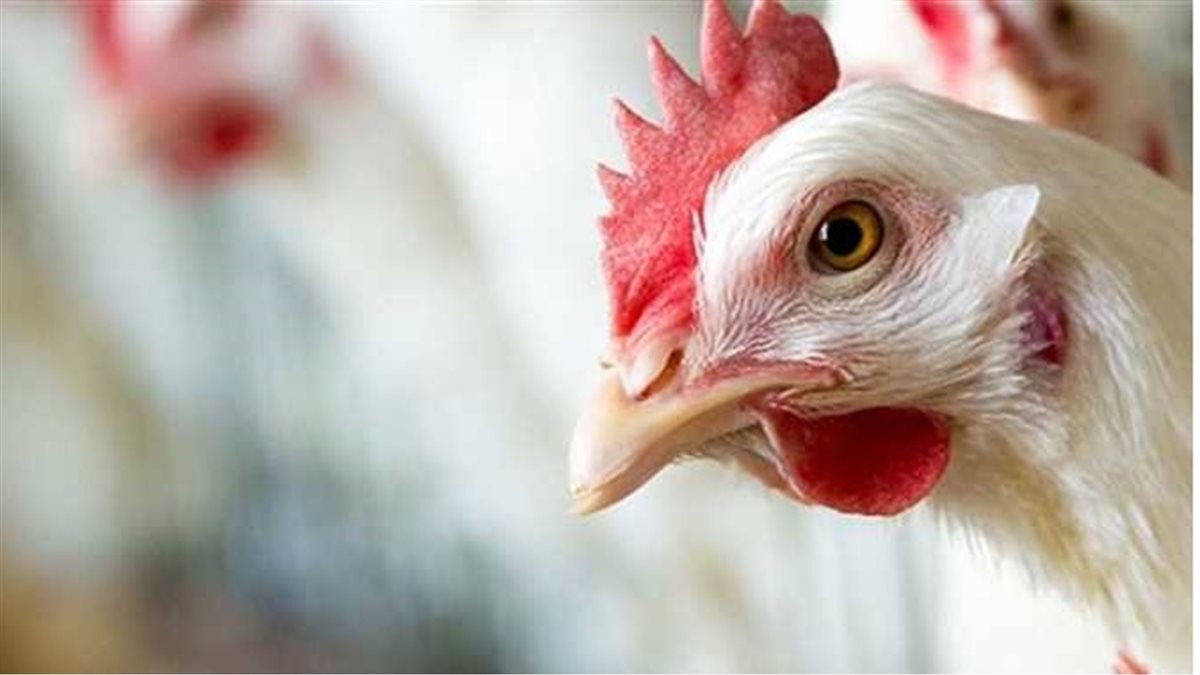 أسعار الفراخ البيضاء