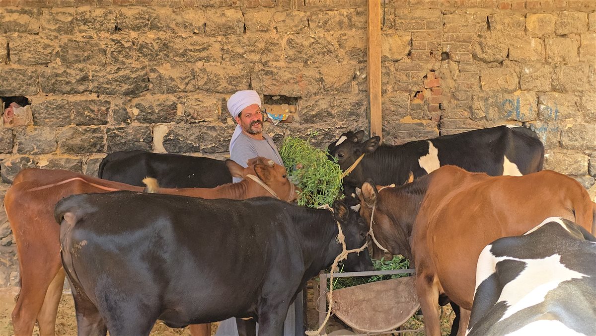 أسعار المواشي اليوم في المنيا، فيتو&nbsp;