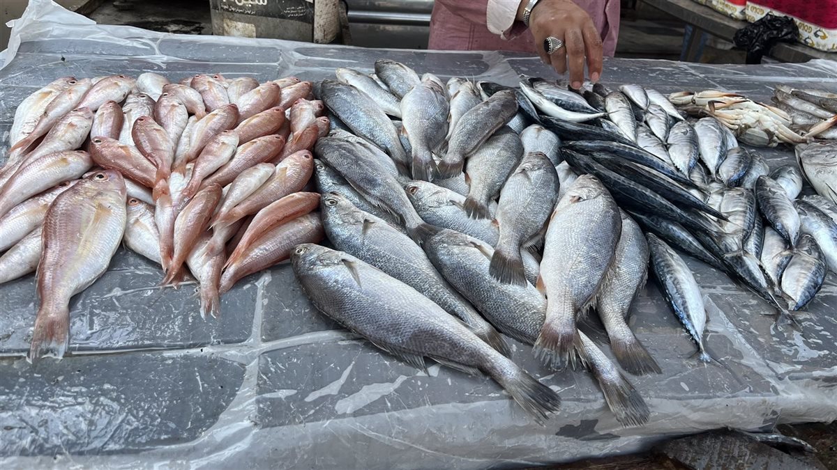 سعر السمك اليوم