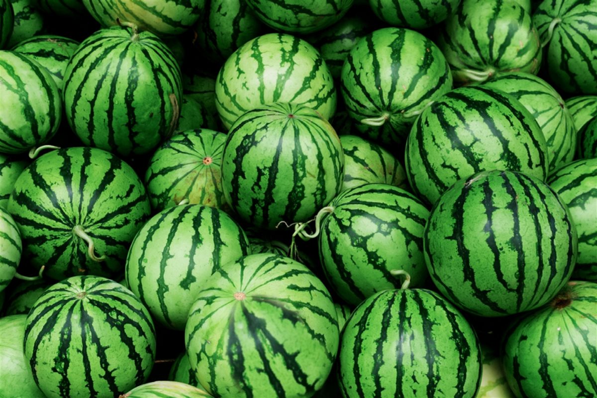 سعر الفاكهة