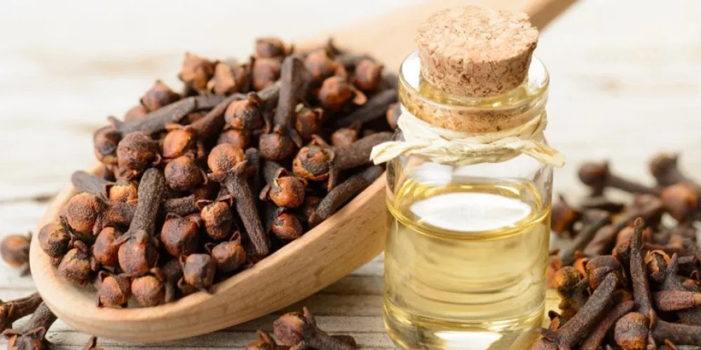 فوائد زيت القرنفل&nbsp;