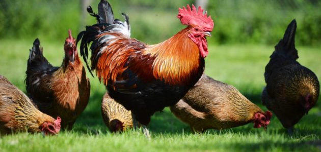 <strong>أسعار الفراخ اليوم، فيتو</strong>