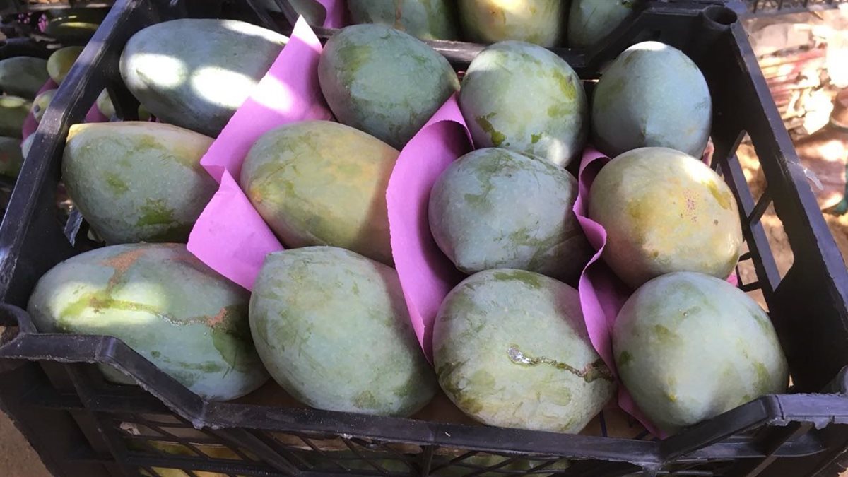 سعر المانجو اليوم في سوق العبور، فيتو