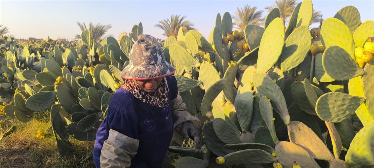 سيدة الاشواك بالقليوبية،فيتو