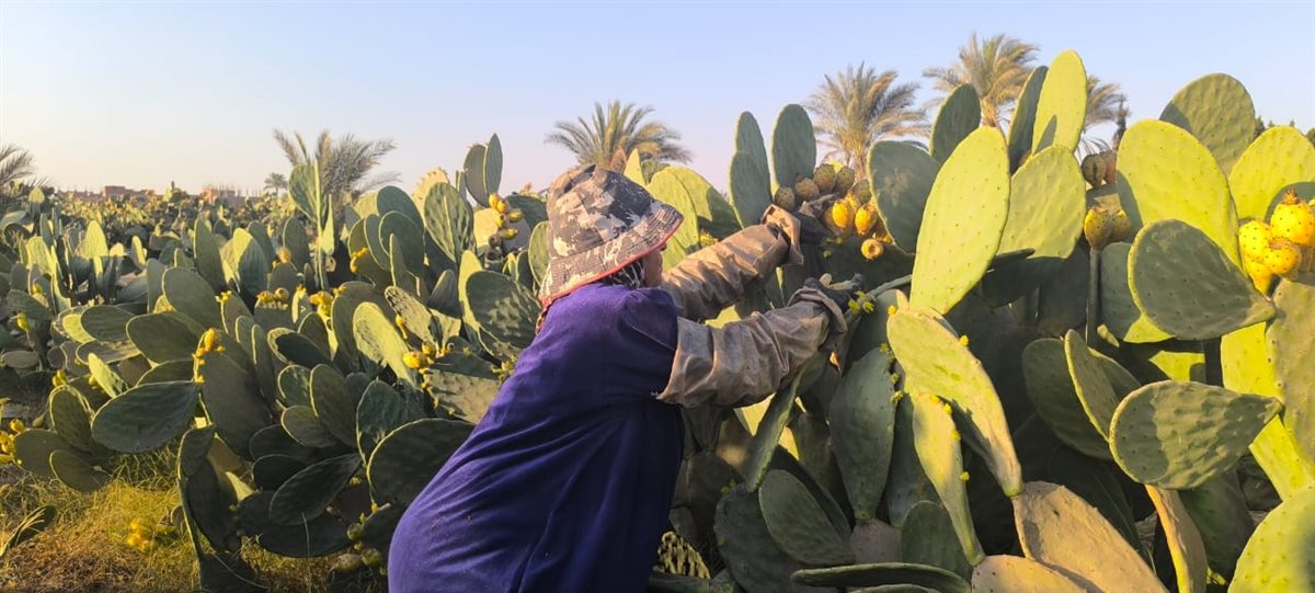 سيدة الاشواك بالقليوبية،فيتو