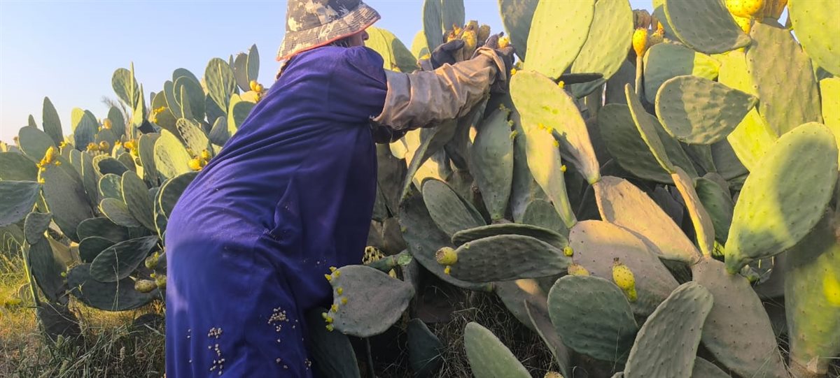 سيدة الاشواك بالقليوبية،فيتو