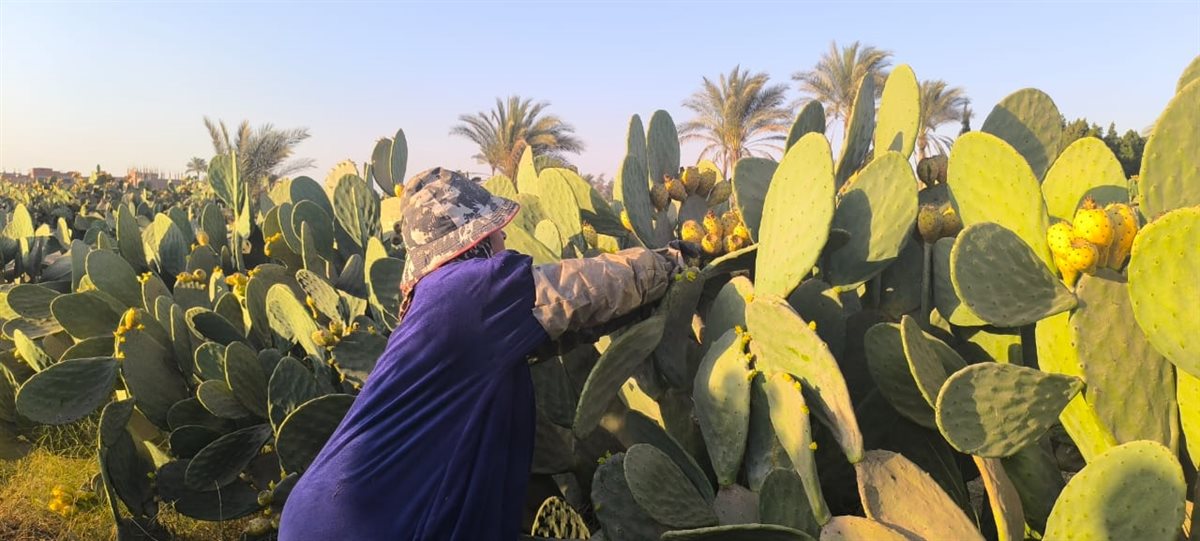 سيدة الأشواك بالقليوبية، فيتو