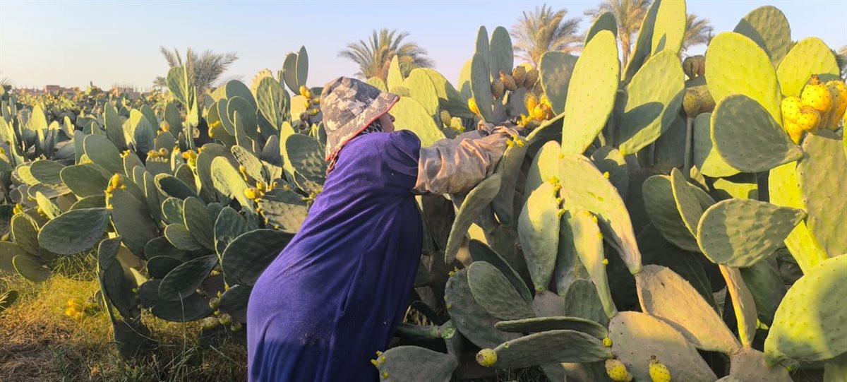 سيدة الاشواك بالقليوبية،فيتو