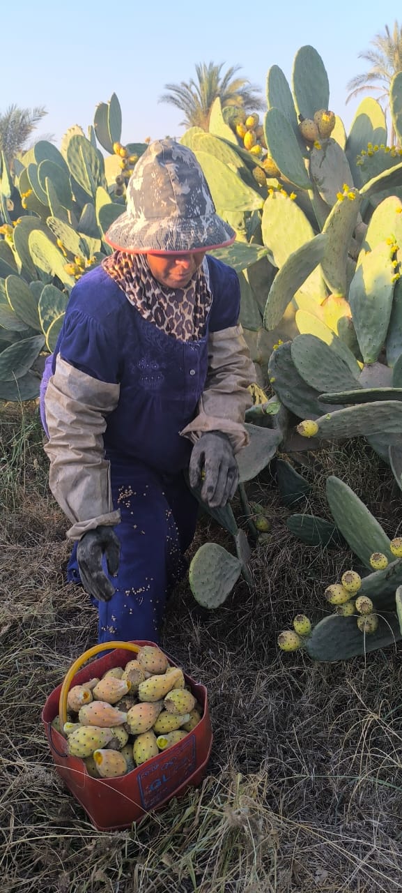 سيدة الاشواك بالقليوبية،فيتو