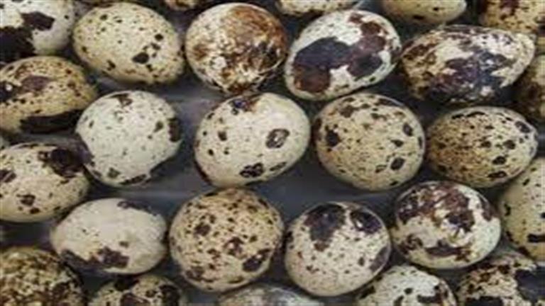 فوائد بيض السمان