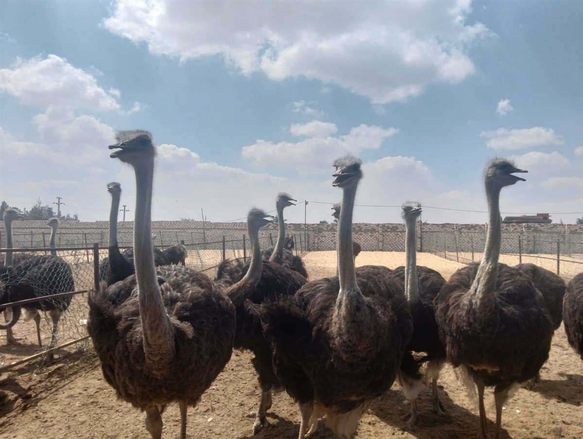 جانب من الجولة، فيتو