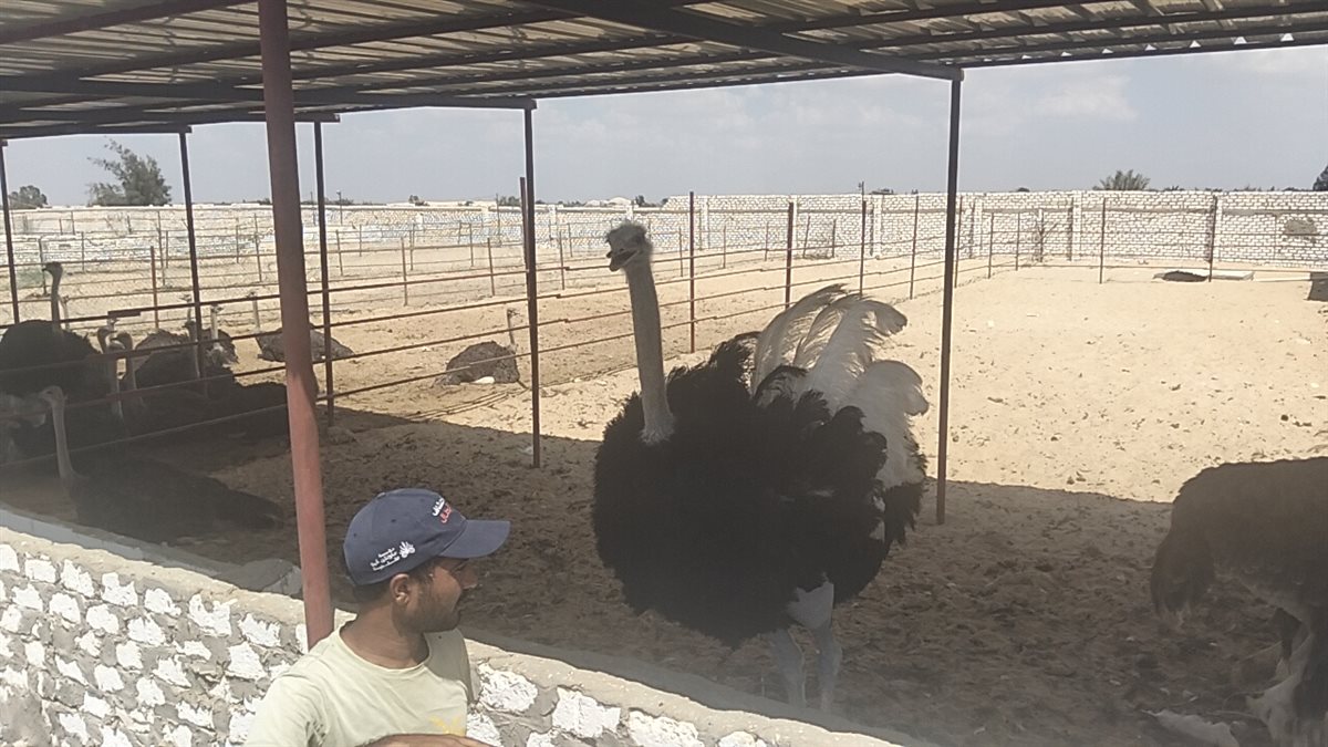 أسر النعام،فيتو