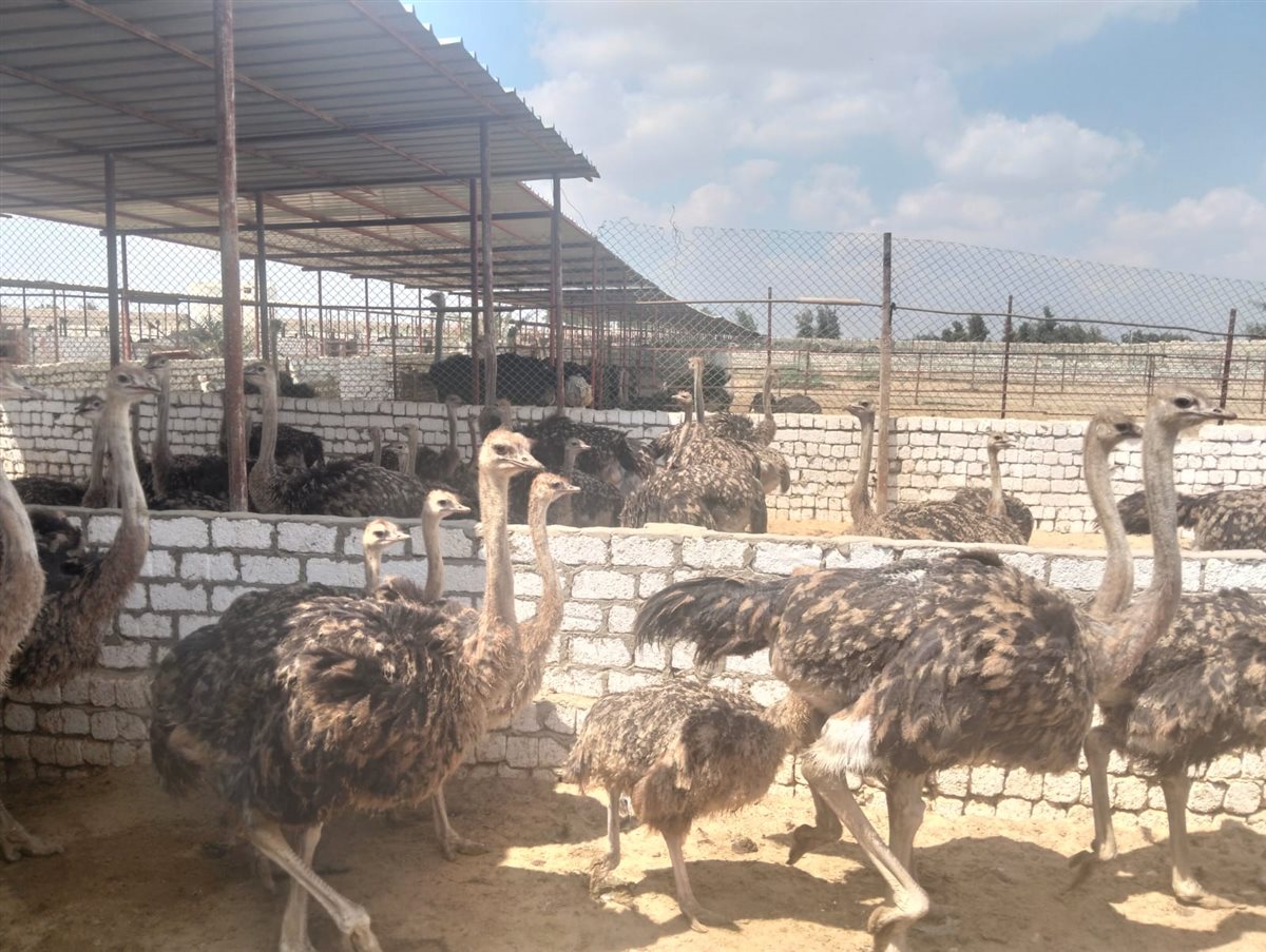 صغار النعام، فيتو&nbsp;