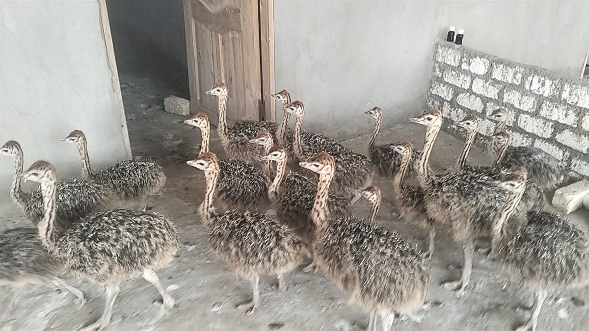 صغار النعام، فيتو&nbsp;