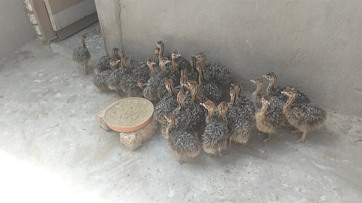 صغار النعام، فيتو&nbsp;