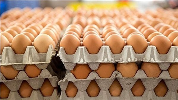 سعر كرتونة البيض اليوم الأربعاء في بورصة الدواجن، فيتو
