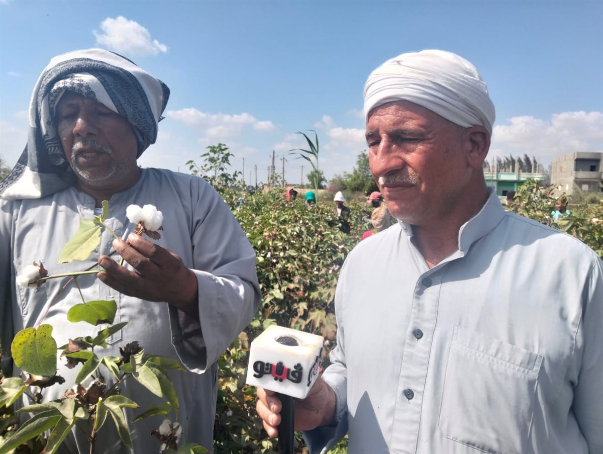 جانب من جولة فيتو فى حقول القطن بالإسماعيلية، فيتو