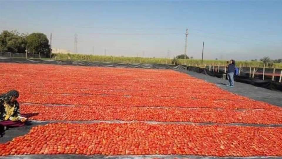 أسعار الطماطم اليوم الإثنين في الأسواق، فيتو