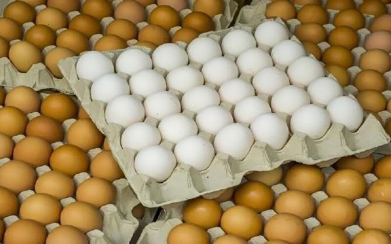 سعر كرتونة البيض اليوم الخميس في بورصة الدواجن، فيتو