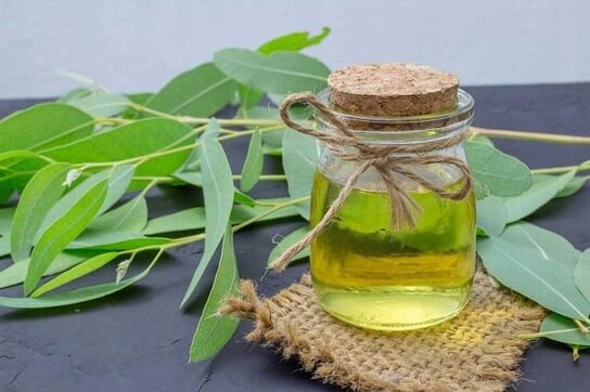 زيت الكافور