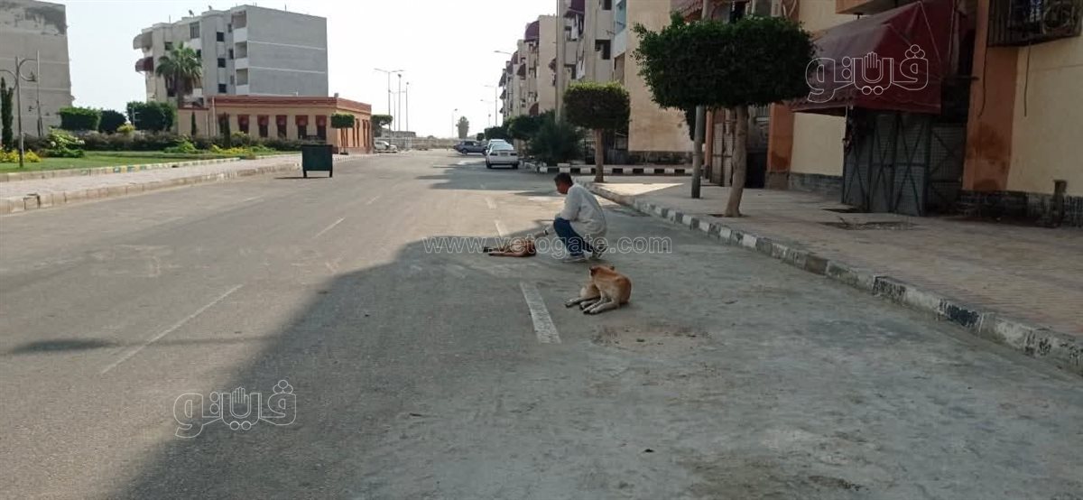 تطعيم الكلاب باللقاح ضد السعار ببورفؤاد، فيتو