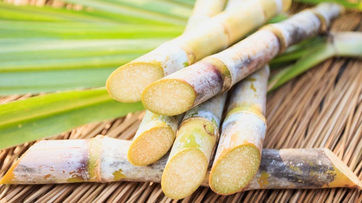 مضغ القصب