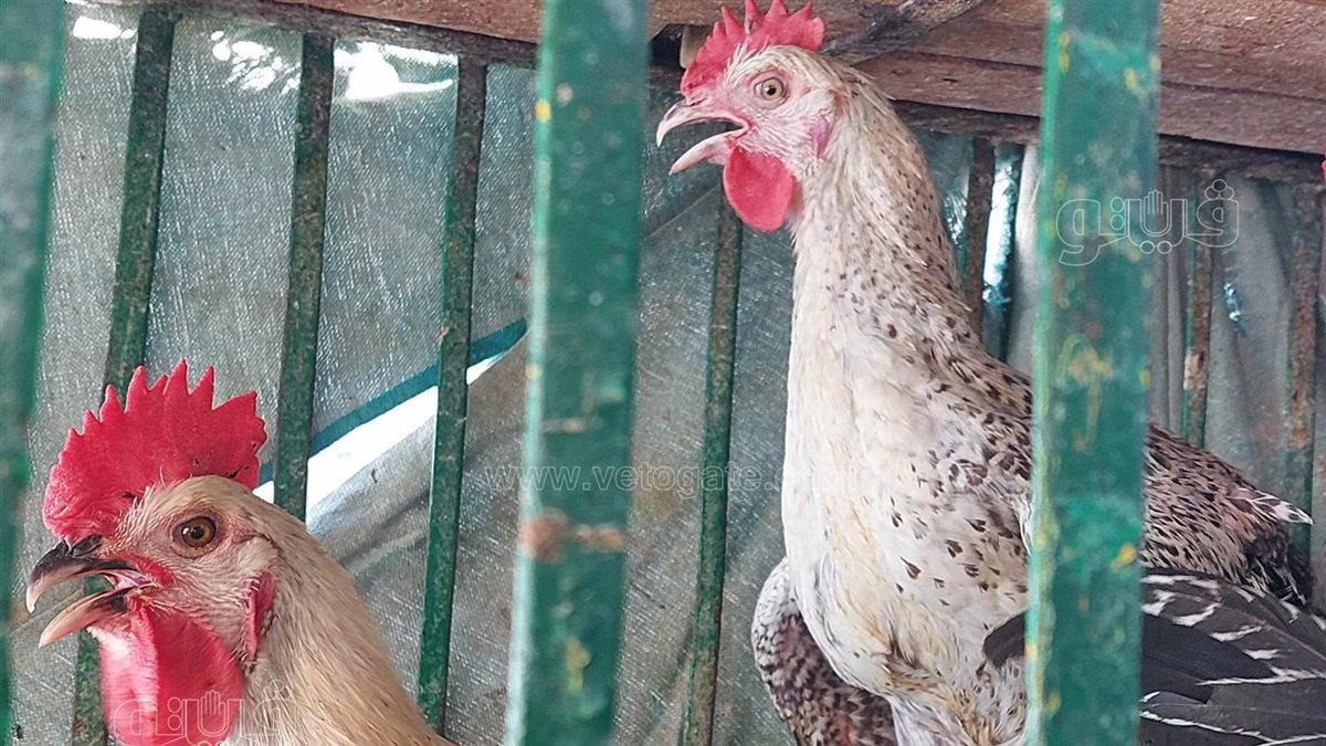 أسعار الفراخ اليوم، فيتو