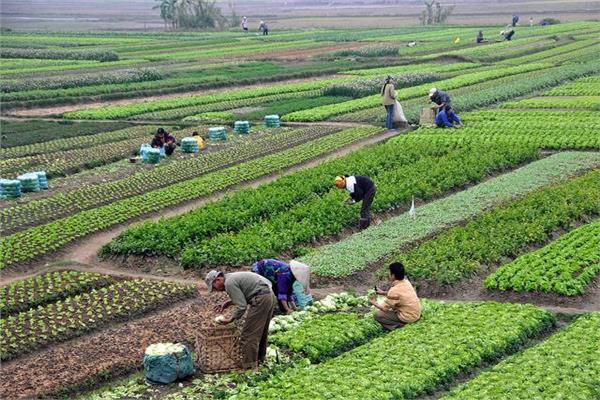 أسعار الأسمدة اليوم، فيتو