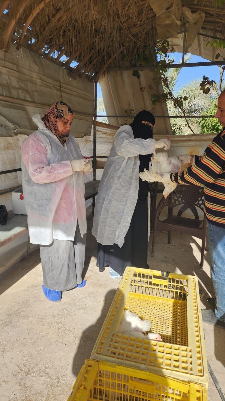 جانب من جهود مديرية الطب البيطري بالإسماعيلية، فيتو