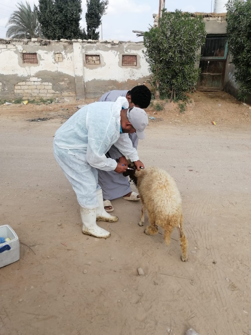جانب من حملات التحصين،فيتو
