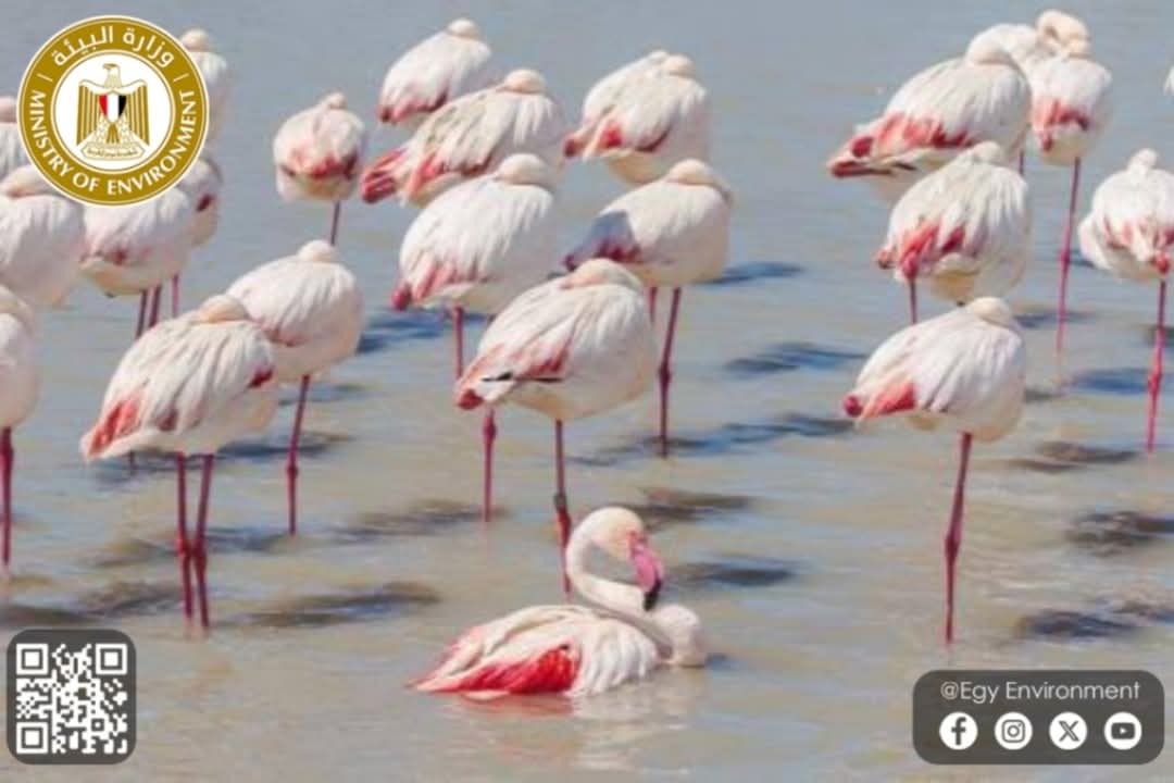 عودة طيور الفلامنجو إلى بحيرة قارون&nbsp;