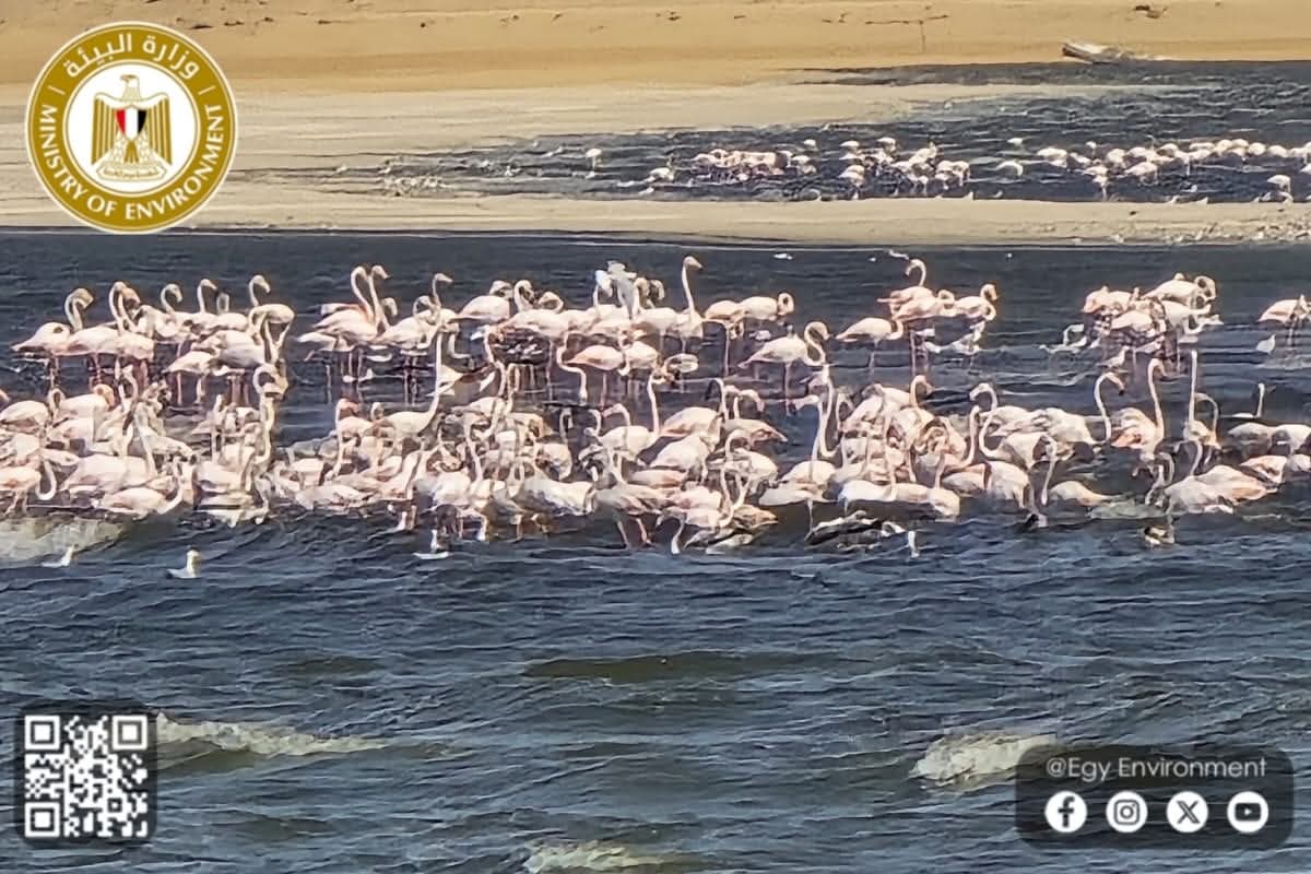 عودة طيور الفلامنجو إلى بحيرة قارون&nbsp;
