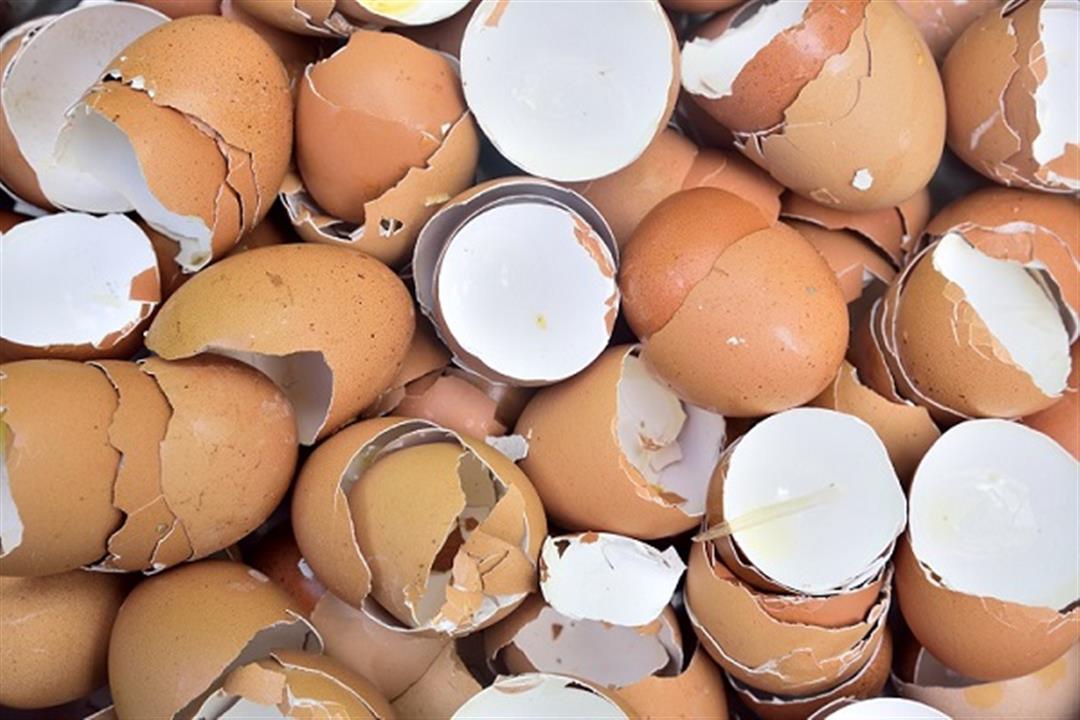 فوائد تناول غشاء قشر البيض&nbsp;