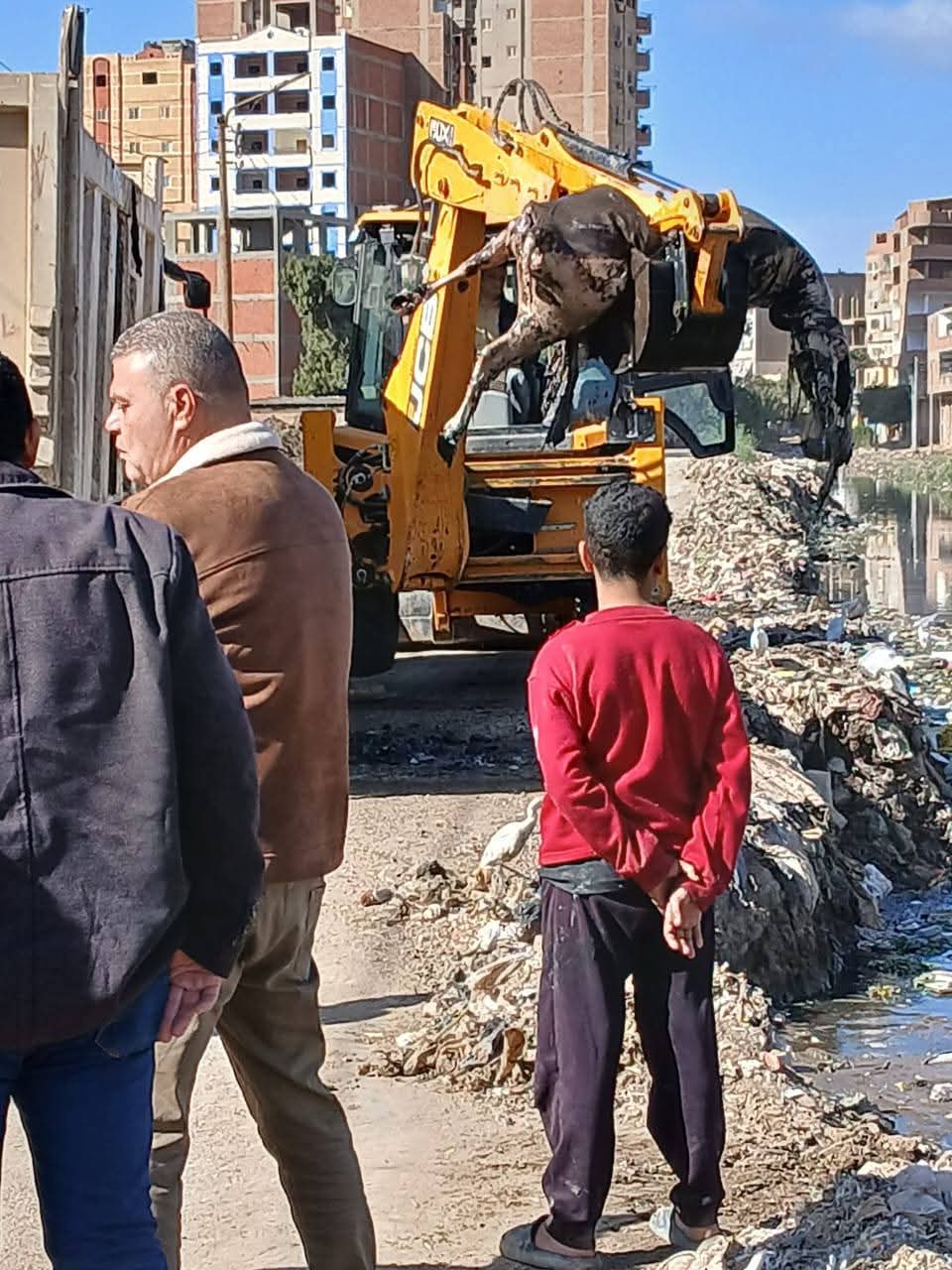 رفع حيوانات نافقة بترعة بالقليوبية، فيتو