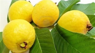 فوائد الجوافة فى علاج نزلات البرد&nbsp;