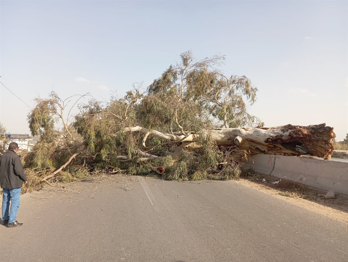 سقوط شجرة بطريق الإسماعيلية الزراعي،فيتو